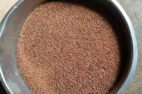 穿心莲的播种方法，磨去种皮蜡质、经过浸种催芽再播种