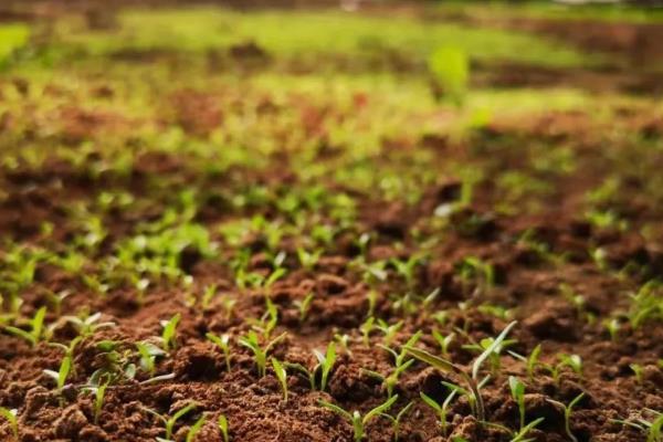 穿心莲的播种方法，磨去种皮蜡质、经过浸种催芽再播种