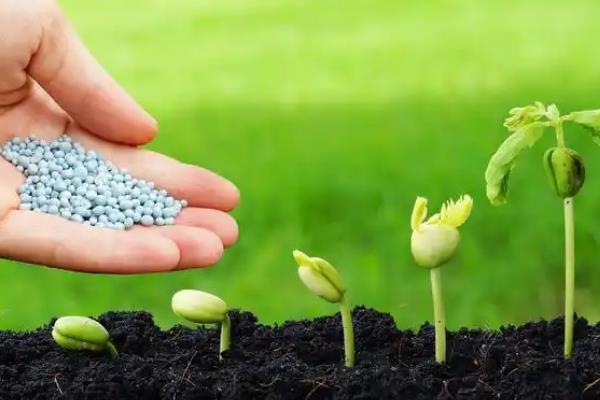 穿心莲的播种方法，磨去种皮蜡质、经过浸种催芽再播种