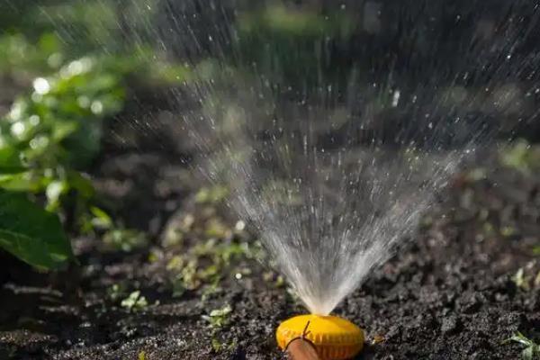 穿心莲的播种方法，磨去种皮蜡质、经过浸种催芽再播种