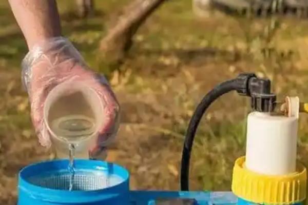 穿心莲的播种方法，磨去种皮蜡质、经过浸种催芽再播种