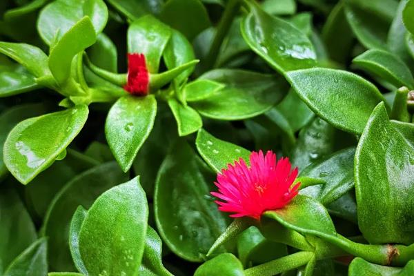 穿心莲的播种方法，磨去种皮蜡质、经过浸种催芽再播种