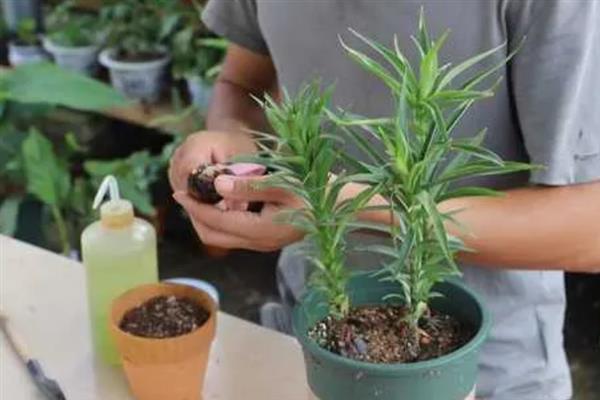 百合种球怎么种植，种植前将发黑的根系剪掉