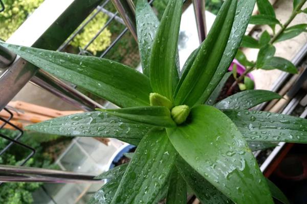 百合种球怎么种植，种植前将发黑的根系剪掉