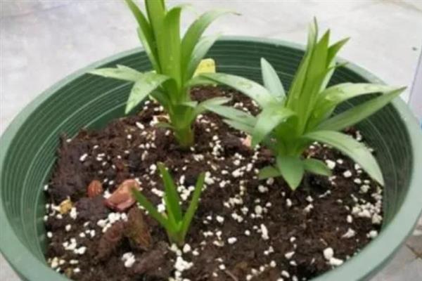 百合种球怎么种植，种植前将发黑的根系剪掉
