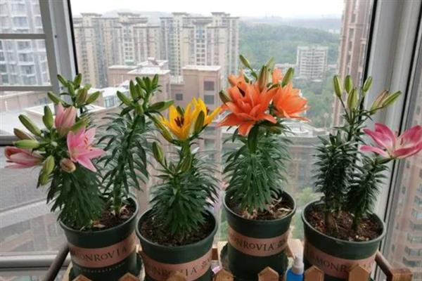 百合种球怎么种植，种植前将发黑的根系剪掉