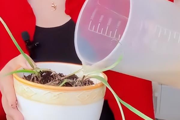 如何种植风雨兰的种球，在阴凉通风处养一段时间再接受光照