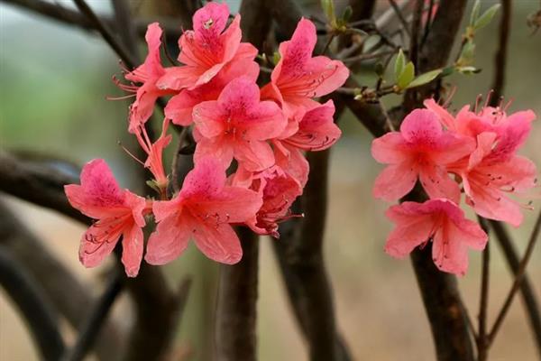 映山红有什么寓意，代表永远属于你、繁荣昌盛等含义