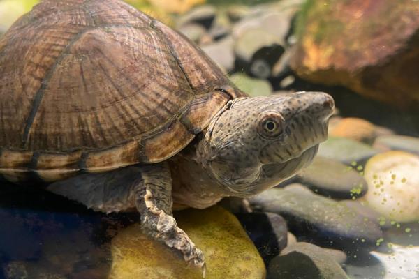 剃刀龟能否与热带鱼混养，小型热带鱼会受到攻击