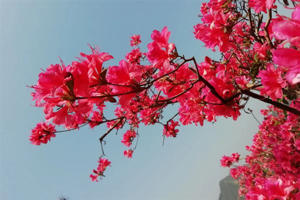 映山红有什么寓意，代表永远属于你、繁荣昌盛等含义
