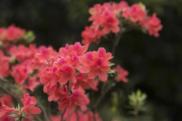 映山红有什么寓意，代表永远属于你、繁荣昌盛等含义