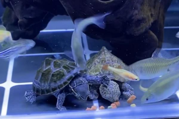 剃刀龟能否与热带鱼混养，小型热带鱼会受到攻击