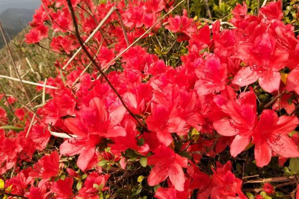 映山红有什么寓意，代表永远属于你、繁荣昌盛等含义