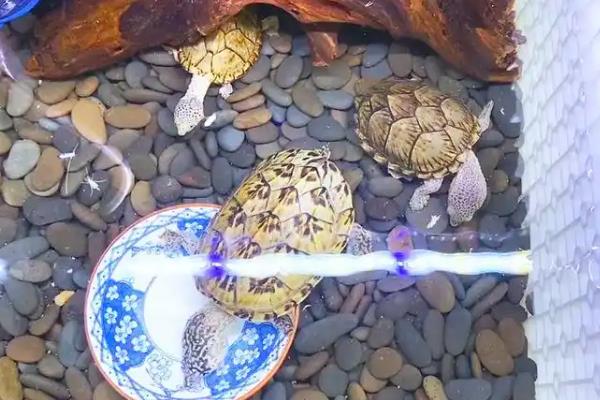 剃刀龟能否与热带鱼混养，小型热带鱼会受到攻击