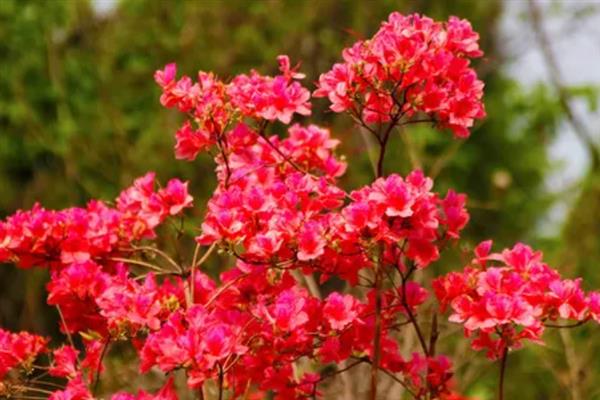 映山红有什么寓意，代表永远属于你、繁荣昌盛等含义