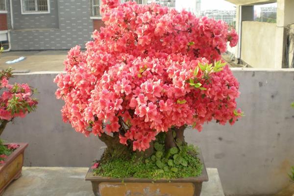 映山红有什么寓意，代表永远属于你、繁荣昌盛等含义