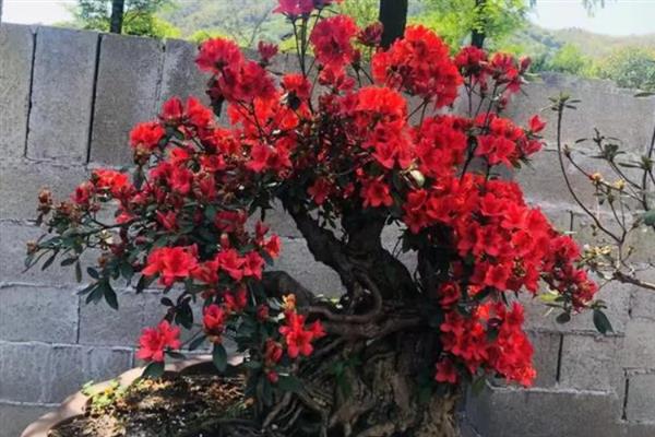 映山红有什么寓意，代表永远属于你、繁荣昌盛等含义