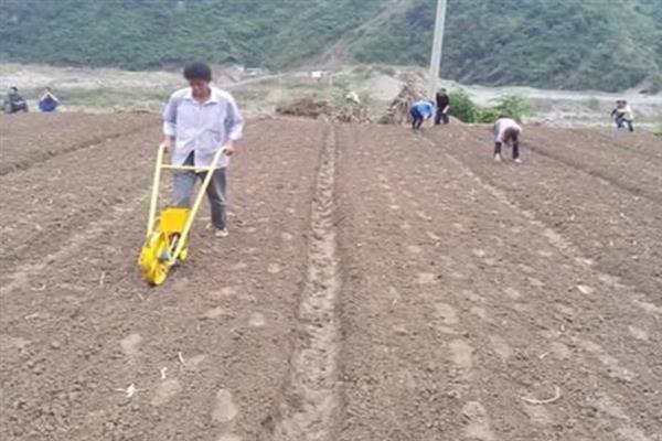 苍耳怎么种植,均匀播种并覆土盖草