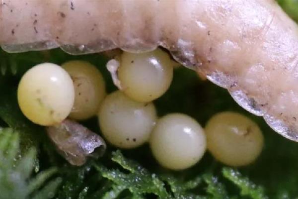 萤火虫喜欢吃的食物是什么，主食田螺、贝壳类、蜗牛等动物