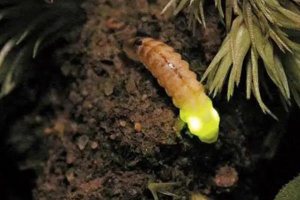 萤火虫喜欢吃的食物是什么，主食田螺、贝壳类、蜗牛等动物