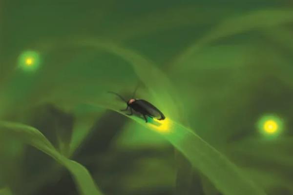 萤火虫喜欢吃的食物是什么，主食田螺、贝壳类、蜗牛等动物