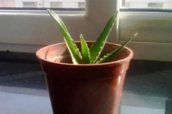 如何种植裸根芦荟，种植前需先检查有无烂根