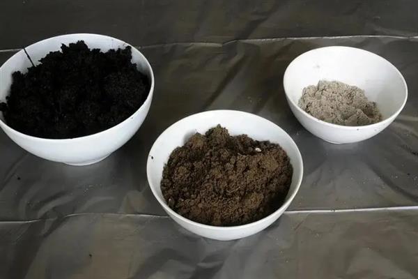 如何种植裸根芦荟，种植前需先检查有无烂根