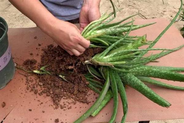 如何种植裸根芦荟，种植前需先检查有无烂根