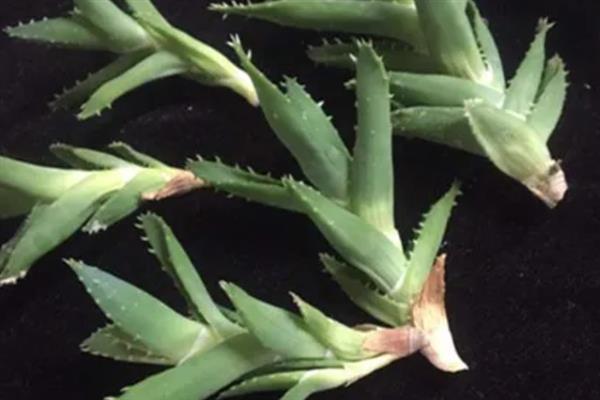 如何种植裸根芦荟，种植前需先检查有无烂根