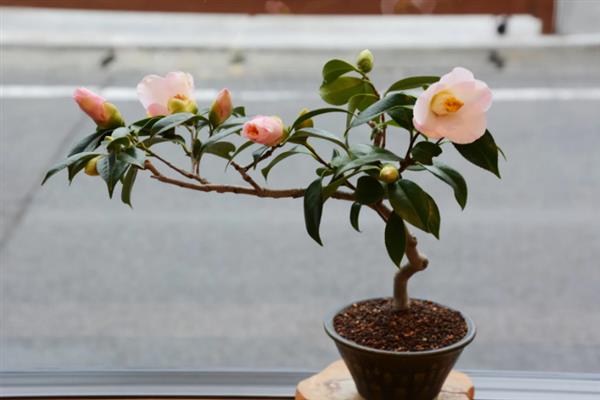 茶花零下十度会不会冻死，能抗住-10℃的低温