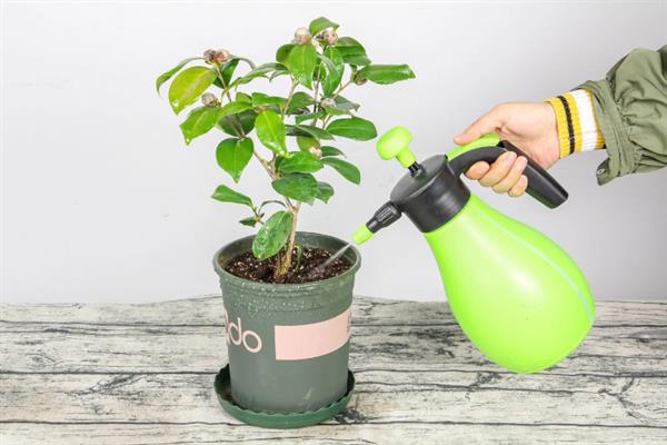 茶花零下十度会不会冻死，能抗住-10℃的低温