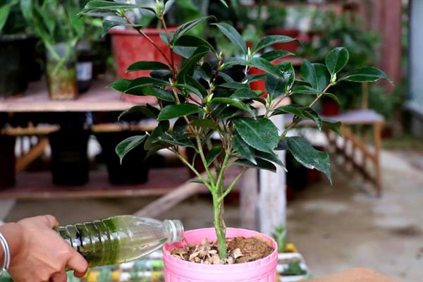 茶花零下十度会不会冻死，能抗住-10℃的低温