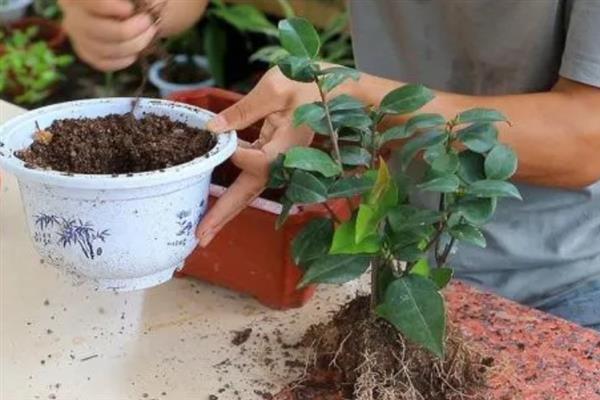 茶花零下十度会不会冻死，能抗住-10℃的低温