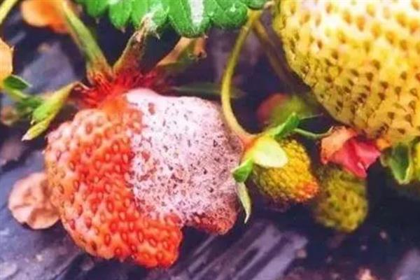 大棚草莓怎样越冬，需科学施肥浇水