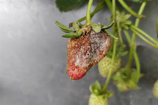 大棚草莓怎样越冬，需科学施肥浇水