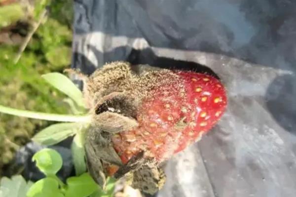 大棚草莓怎样越冬，需科学施肥浇水
