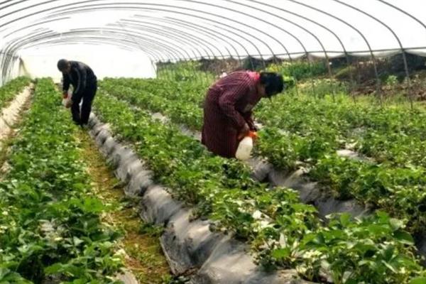 大棚草莓怎样越冬，需科学施肥浇水