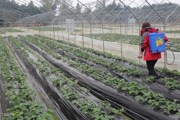 大棚草莓怎样越冬，需科学施肥浇水