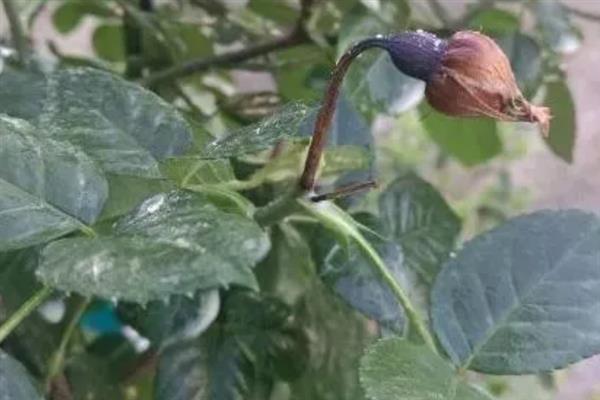 为什么月季花花苞还没开就蔫了，可能是水分过少或光照太强所致