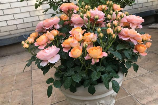 为什么月季花花苞还没开就蔫了，可能是水分过少或光照太强所致