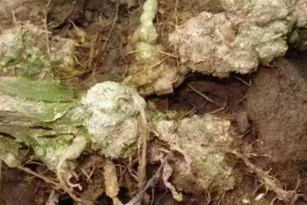 白芷的病虫害如何防治，不同病虫害的防治方法不同