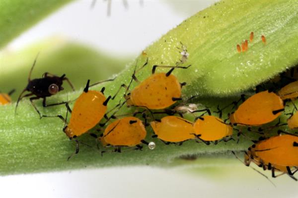 白芷的病虫害如何防治，不同病虫害的防治方法不同