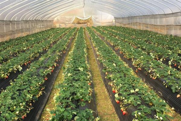 大棚草莓怎样越冬，需科学施肥浇水