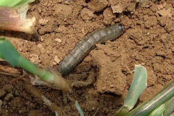 白芷的病虫害如何防治，不同病虫害的防治方法不同