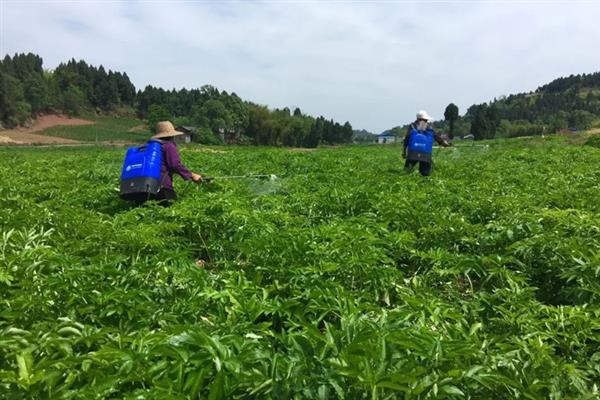 白芷的病虫害如何防治，不同病虫害的防治方法不同