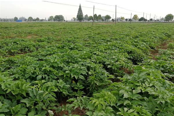 白芷的病虫害如何防治，不同病虫害的防治方法不同