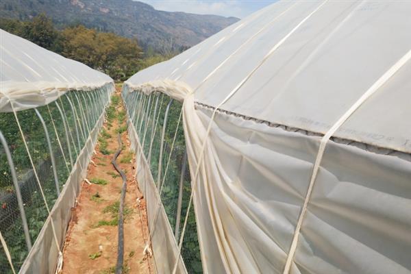 大棚草莓怎样越冬，需科学施肥浇水