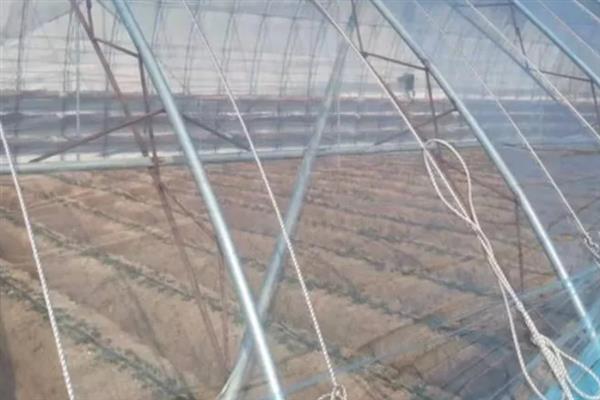 大棚草莓怎样越冬，需科学施肥浇水