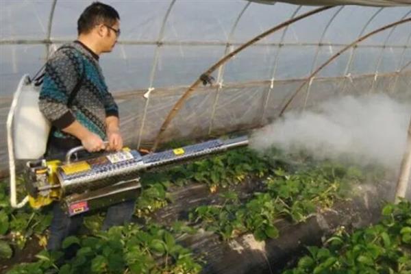 大棚草莓怎样越冬，需科学施肥浇水