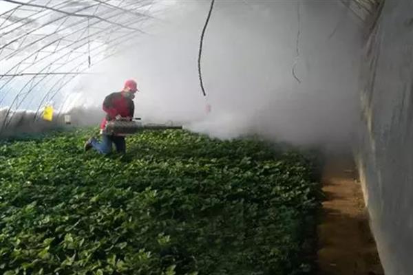 大棚草莓怎样越冬，需科学施肥浇水